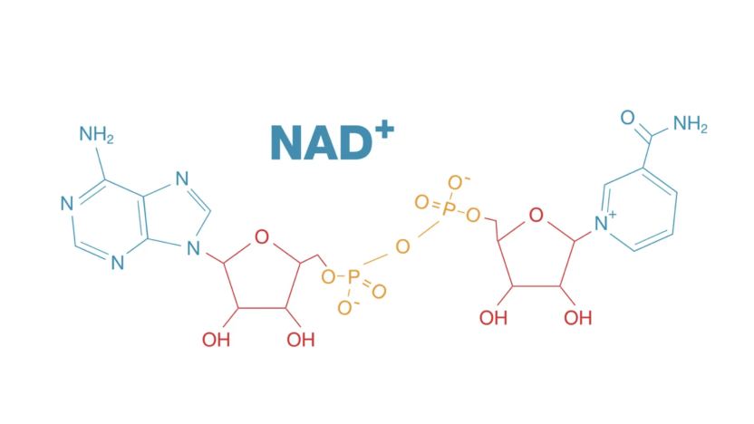 NAD compound for Longevity