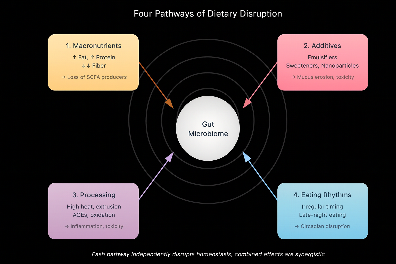 Diagram of how the gut microbiome works